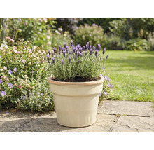 Lavande en pot dans un jardin