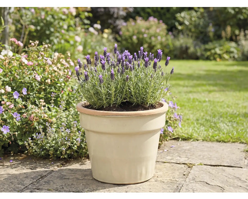 Lavande en pot dans un jardin