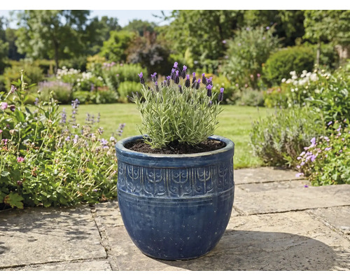 Lavande dans un pot de fleurs décoratif dans le jardin