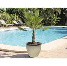 Palmier chanvre en pot au bord de la piscine