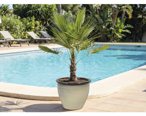 Palmier chanvre en pot au bord de la piscine