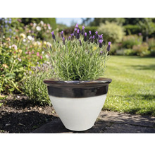 Lavande dans un pot de fleurs en céramique dans le jardin.