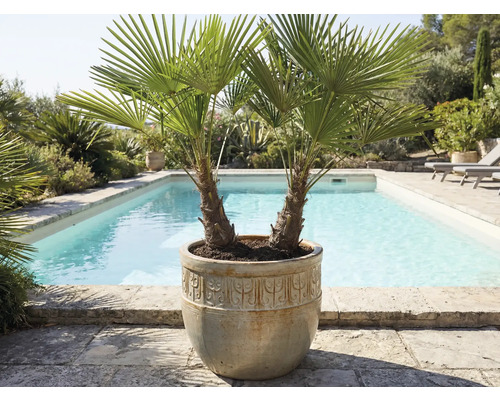 Deux palmiers dans un pot près d'une piscine
