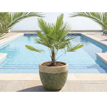 Palmier chanvre de Chine en pot devant une piscine