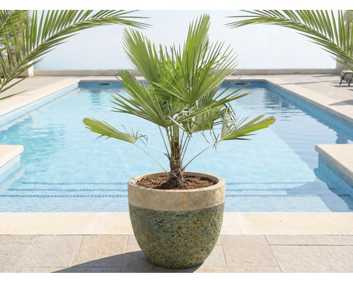 Palmier chanvre de Chine en pot devant une piscine