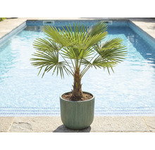 Palmier chanvre en pot au bord de la piscine