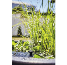 Bassin de jardin avec fontaine et plantes aquatiques