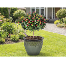 Rosier sur tige dans un pot de fleurs sur une pelouse