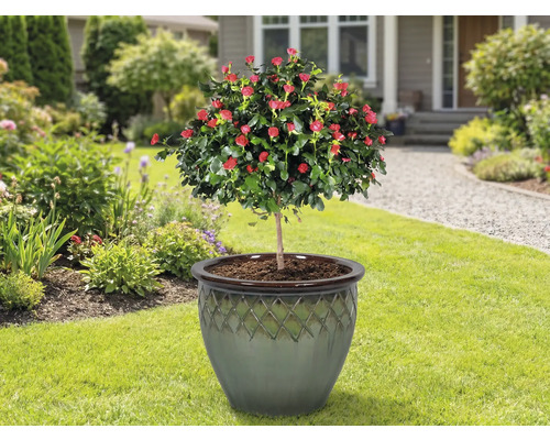 Rosier sur tige dans un pot de fleurs sur une pelouse