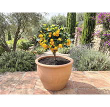 Mandarinier en pot à l'extérieur