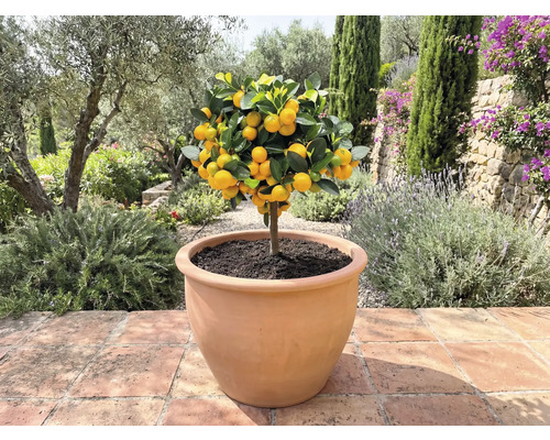 Mandarinier en pot à l'extérieur