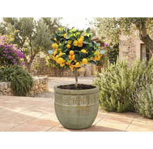 Kumquatier en pot dans le jardin