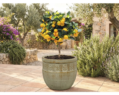 Kumquatier en pot dans le jardin