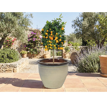 Agrumes en pot sur une terrasse