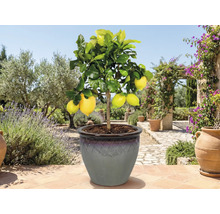 Citronnier en pot dans le jardin