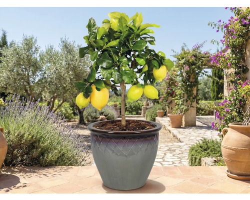 Citronnier en pot dans le jardin