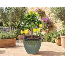 Citronnier en pot sur une terrasse