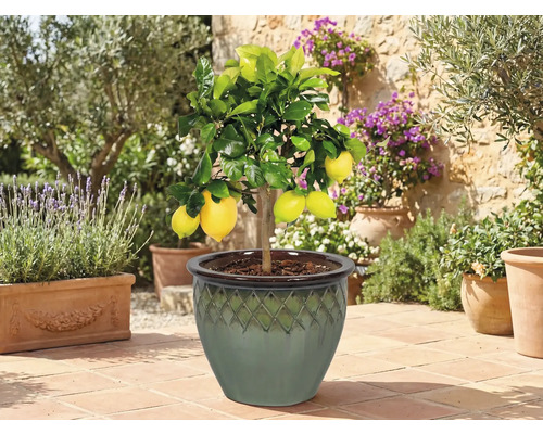 Citronnier en pot sur une terrasse