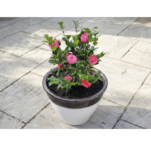 Camélia en pot avec des fleurs roses