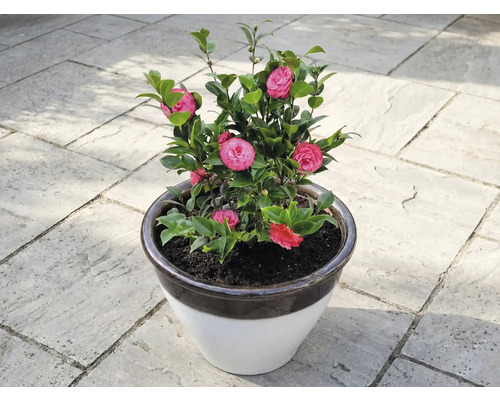 Camélia en pot avec des fleurs roses