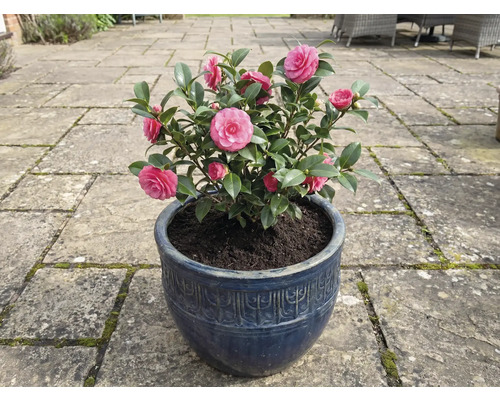 Camélia en pot bleu avec fleurs roses