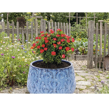 Rose rouge dans un pot bleu dans le jardin