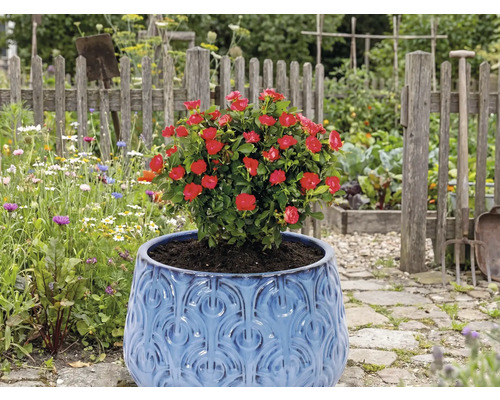 Rose rouge dans un pot bleu dans le jardin