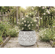 Marguerites dans un pot de fleurs orné sur un chemin de jardin