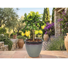 Citronnier en pot pour le jardin
