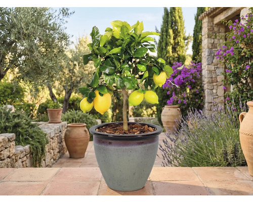 Citronnier en pot pour le jardin