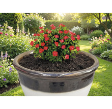 Rosier rouge en pot dans un jardin
