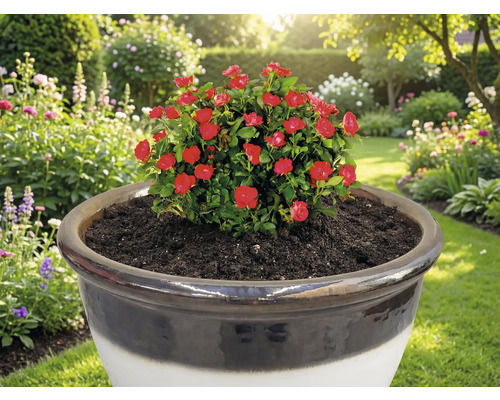 Rosier rouge en pot dans un jardin