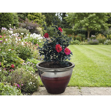 Camélia avec des fleurs rouges dans un pot