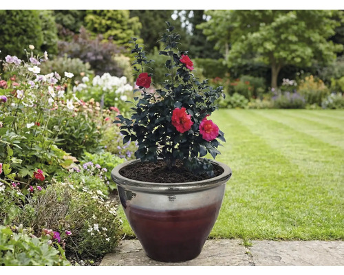 Camélia avec des fleurs rouges dans un pot