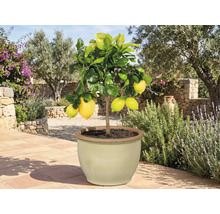 Citronnier en pot avec des fruits mûrs pour le jardin ou la terrasse