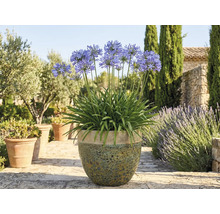 Lis africain en fleurs dans un pot dans le jardin.