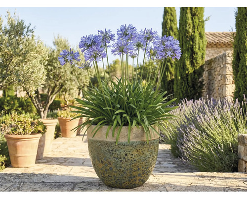 Lis africain en fleurs dans un pot dans le jardin.