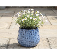 Marguerites dans un pot de fleurs bleu à motif