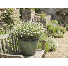 Aménagement paysager de jardin avec des marguerites en pot sur un banc