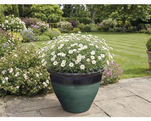 Jardin avec des marguerites en pot