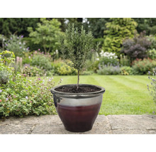 Rosmarinpflanze in einem Topf im Garten.