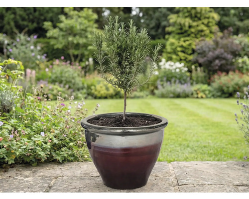 Rosmarinpflanze in einem Topf im Garten.
