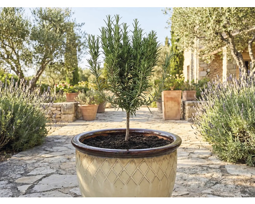 Plante de romarin en pot pour le jardin ou la terrasse