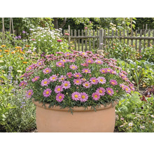 Arbuste de marguerites en pot dans le jardin