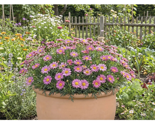 Arbuste de marguerites en pot dans le jardin
