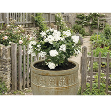 Arbuste en fleurs dans un pot de fleurs dans un jardin