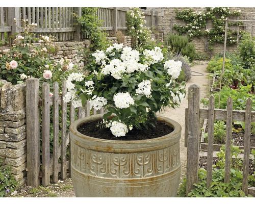 Arbuste en fleurs dans un pot de fleurs dans un jardin