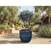 Olivier en pot dans le jardin.