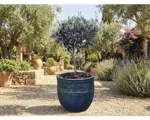 Olivier en pot dans le jardin.