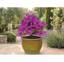 Bougainvillier en pot sur une terrasse.